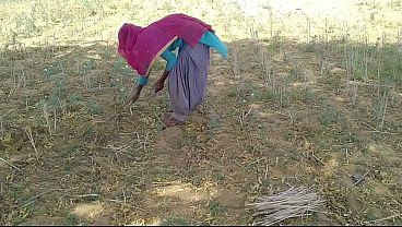 Desi Indian Boyfriend Ngebut Di Sawah, Gebetannya Makin Liar Digaruk